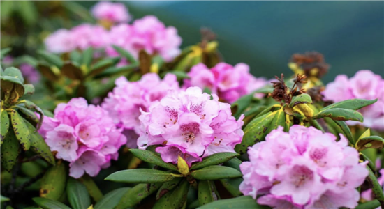 五一去哪嗨？云南精彩活動任君挑。