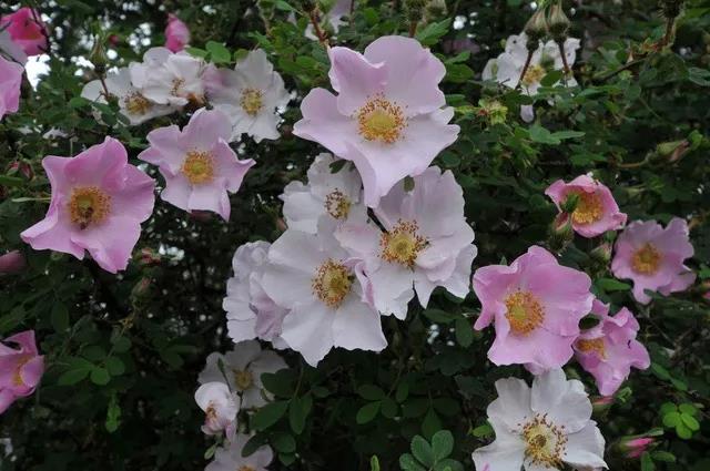 在云南這7個地方與大自然來一次親密接觸觀賞云南千奇百怪的植物 和神奇小動物