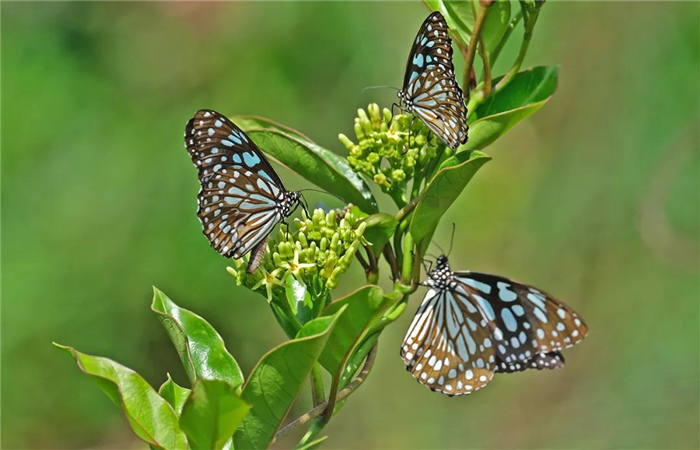 自駕游云南紅河谷，探秘1.5億只蝴蝶同時(shí)飛舞！開啟蝴蝶最后的“伊甸園”之旅！