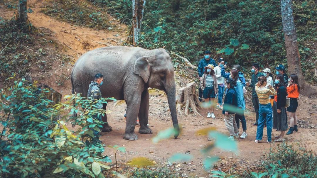 云南“萌象旅行團”行程單曝光，它們居然那么會玩！
