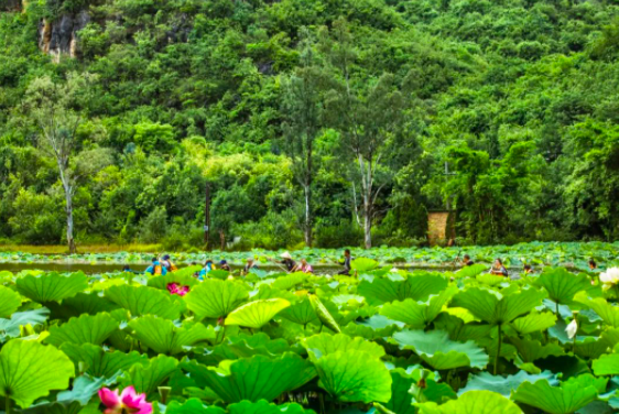 “普者黑”所有的美麗在這里等你邂逅。