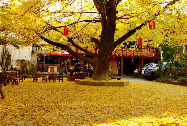 云南傳媒公司：騰沖銀杏村：許你一個(gè)金色的童話世界?。? /></a>
                            </div>
                            <div   id=