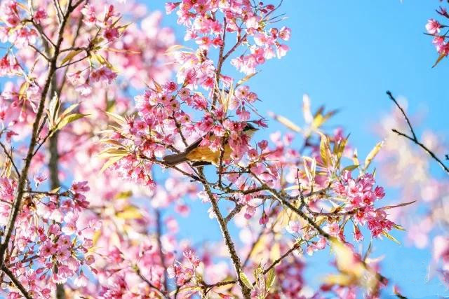 云南旅游：冬至來(lái)臨，云南冬櫻花盛開，快來(lái)云南捕捉櫻花粉。