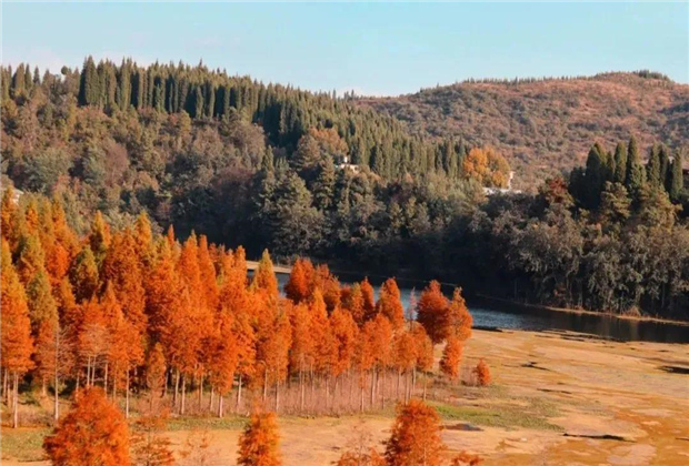 云南傳媒公司：水杉紅了，冬天的昆明美爆了！