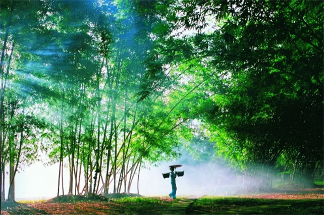 四季常綠，鳥(niǎo)語(yǔ)花香的西雙版納等著你！