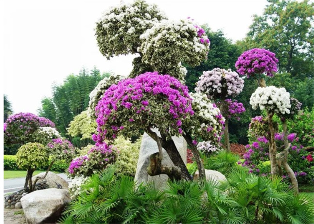 奇異花海綻放在美麗的西雙版納 “五一” 將更加迷人！