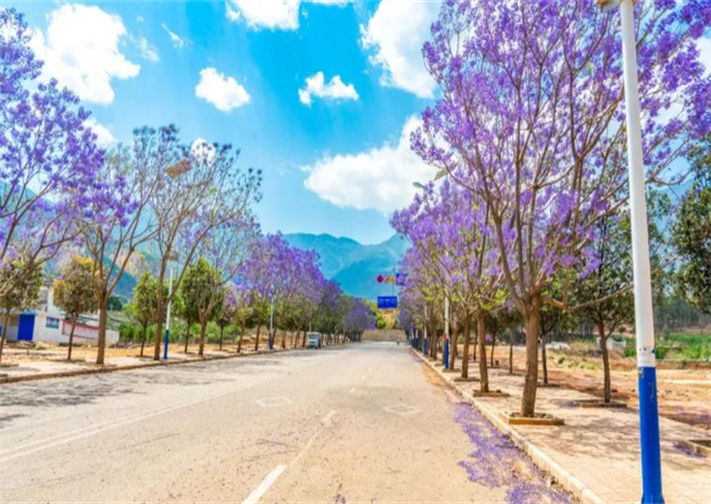 藍花楹開、桑葚成熟季，夏日永勝好去處。