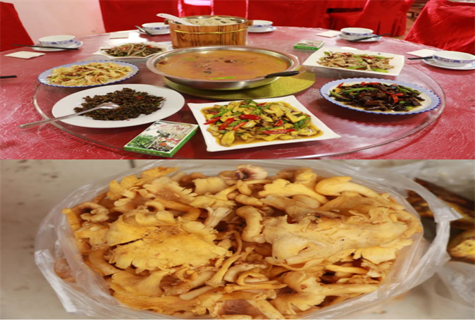 又到采摘菌子的季節(jié)了，云南好吃的菌子等著你！