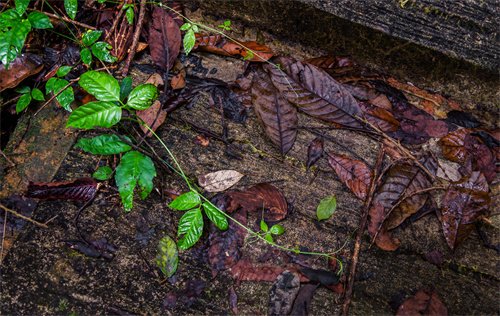 冬奧會(huì)金牌得主徐夢(mèng)桃媽媽說(shuō)想讓女兒帶她游麗江，麗江：歡迎你們！