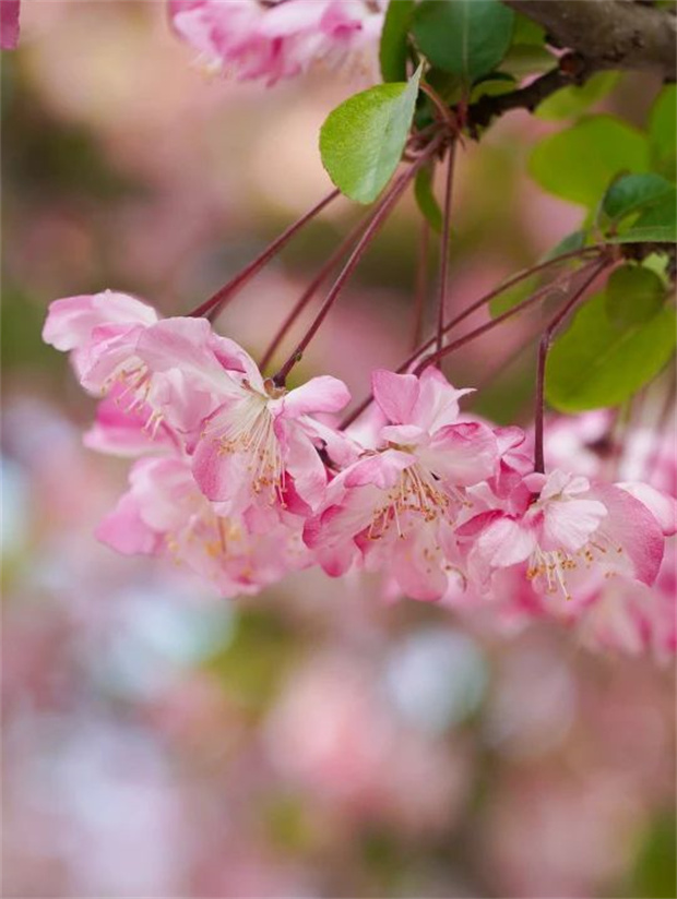 云南旅游,云南旅行社,云南團(tuán)建公司,云南會(huì)議公司,云南策劃公司,麗江旅游,麗江旅行社,麗江團(tuán)建公司,麗江策劃公司,麗江會(huì)議公司：榮華東路，春日夢(mèng)幻花路實(shí)錘！