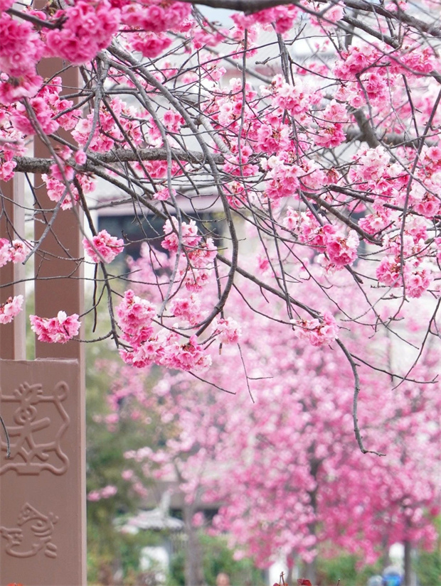 云南旅游,云南旅行社,云南團(tuán)建公司,云南策劃公司,云南會(huì)議公司,麗江旅游,麗江旅行社,麗江團(tuán)建公司,麗江策劃公司,麗江會(huì)議會(huì)展：麗江浪漫櫻花季，快抓緊去拍