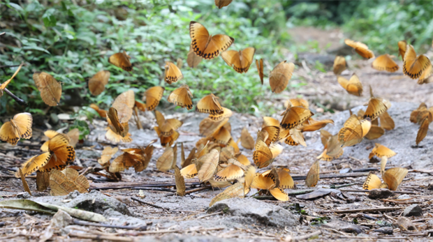 云南旅游,云南旅行社,云南團(tuán)建公司,云南策劃公司,云南會(huì)議會(huì)展,云南策劃執(zhí)行,云南活動(dòng)地接,紅河旅游,紅河旅行社,紅河團(tuán)建公司,紅河策劃公司,紅河會(huì)議會(huì)展：金平“蝶舞盛宴”向你發(fā)出邀約丨有一種叫云南的生活之365天