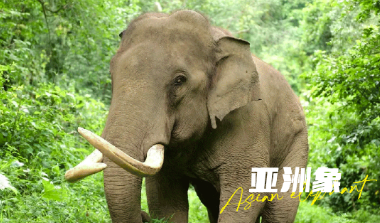 秋冬天來云南旅游團(tuán)建是個(gè)不錯(cuò)的選擇云南旅行社,云南團(tuán)建公司,云南策劃公司,云南會(huì)議會(huì)展,云南策劃執(zhí)行：云南避寒暖冬之旅