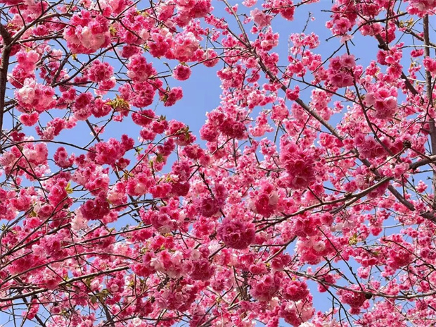 紅河旅游：春滿紅河，春日賞花地圖請(qǐng)查收！