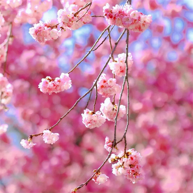 大理旅游：春天就要來(lái)大理Color Walk